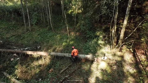 Men Working At Forest Video stock 106187481