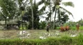 Men working in Rice Fields, Farm, Paddy Field, Manual Labor, Bali, Indonesia HD Footage