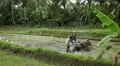 Men working in Rice Fields, Paddy Field, Palm Trees, Bali, Indonesia HD Footage