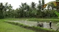 Men working in Rice Fields, Paddy Field, Palm Trees, Bali, Indonesia HD Footage