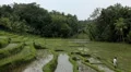 Men working in Rice Fields, Paddy Field, Palm Trees, Bali, Indonesia HD Footage