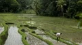 Men working in Rice Fields, Paddy Field, Palm Trees, Bali, Indonesia HD Footage