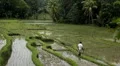 Men working in Rice Fields, Paddy Field, Palm Trees, Bali, Indonesia HD Footage