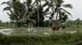 Men working in Rice Fields, Paddy Field, Palm Trees, Bali, Indonesia HD Footage