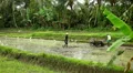 Men working in Rice Fields, Paddy Field, Palm Trees, Bali, Indonesia HD Footage
