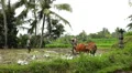 Men working in Rice Fields, Paddy Field, Palm Trees, Bali, Indonesia HD Footage