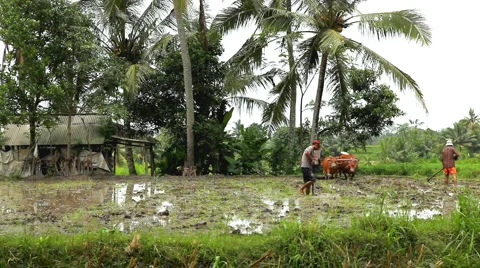 Men working in Rice Fields, Paddy Field, Palm Trees, Bali, Indonesia Stock Footage