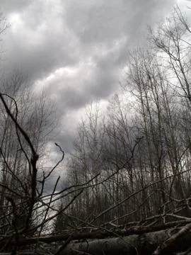Menacing clouds through fallen trees Stock Photos