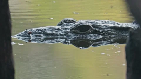 Menacing crocodile head with a staring eye is floating Stock Footage 342840602