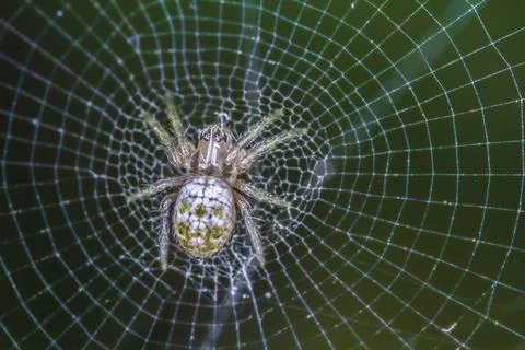Menacing Dense spider web Stock Photos