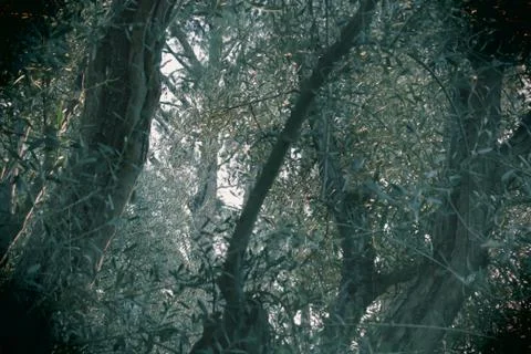 Menacing forest 스톡 사진