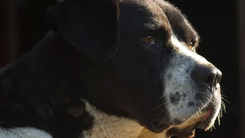 A menacing guard dog Stock Footage 114049957