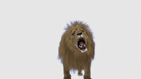 Menacing Lion on a blue/green screen. Stock Footage 263268732