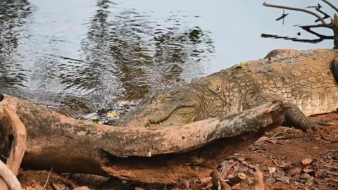 Menacing looking crocodile basking in the sun at Tadoba national park Stock Footage 274061984