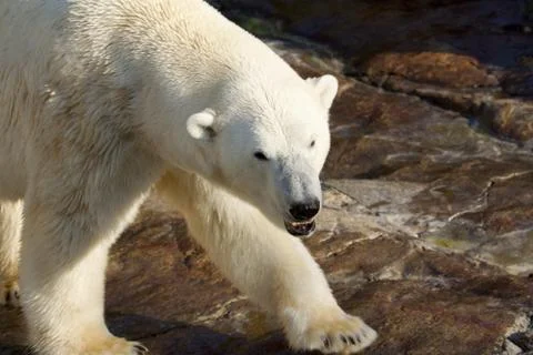 Menacing polar bear Stock Photos