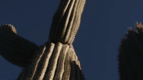 Menacing Saguaro Cactus Stock Footage 111350104