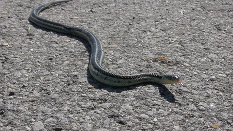 Menacing snake crawling towards you on concrete in slowmotion. Stock Footage 100103271