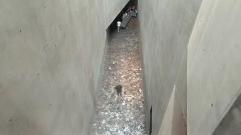 Menashe Kadishman's fallen leaves installation at The Jewish Museum Stock Footage 343658608