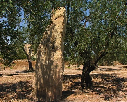 MENHIR in Canne Stock-Footage 24237166
