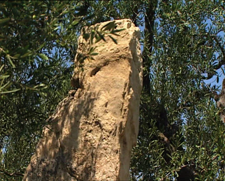 MENHIR in Canne tilt Stock Footage