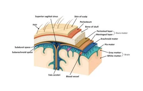 Meninges. Human brain Stock Illustration