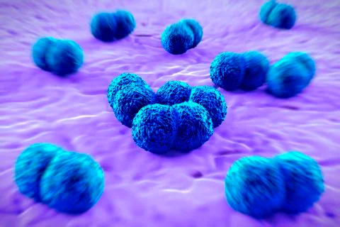 Meningitis bacteria, artwork Illustrazione stock