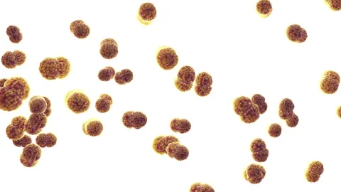 Meningitis bacteria Stock Footage 284120079