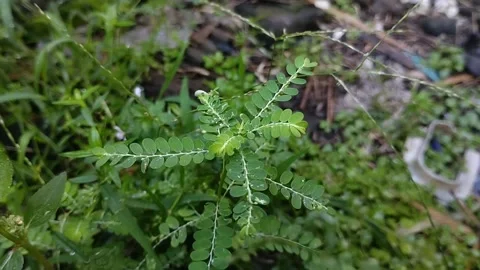 Meniran or Phyllanthus niruri with raindrops. Provides benefits for body health Stock Footage 308906619