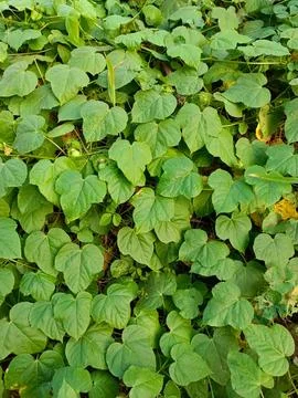 Menispermum Stock Photos