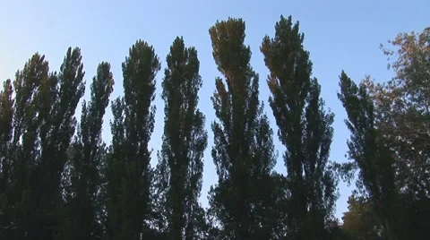 Menorah m 2 Stock Footage 7749285