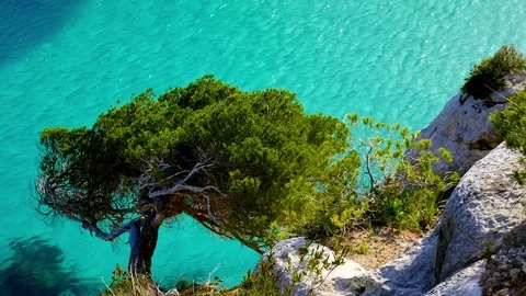 Menorca, view from top on a tree at the waterfront, Cala Macarelleta Stock Footage 73608266