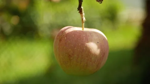 Mens hand picking an apple Stock Footage 160816581