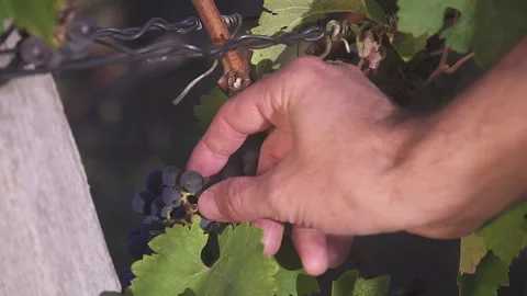 Men's Hand Plucks red Grape Berry From Vine In Sunlight. Slow motion. Close up. Stock-Footage 155461552