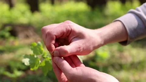 Mens hand squeezing yellow fluid from celandine plant. 4K Stock Footage 275854772