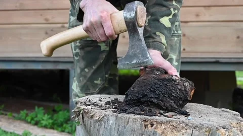 Men's hands with an axe clean chaga mushroom birch fungus in the fresh air Stock Footage 134619632