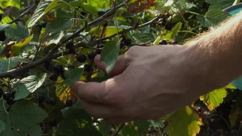 Men's Hands Picking black currant from bushes in garden, close-up Stock Footage 167858734