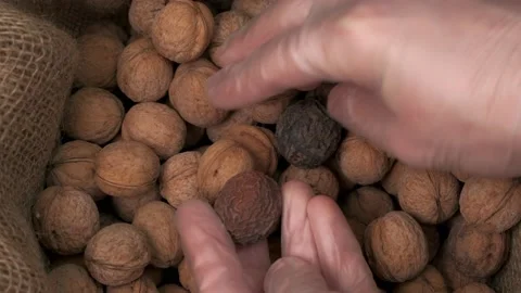 Men's hands in protective gloves, remove rotten walnuts from a canvas bag Stock Footage 150278279