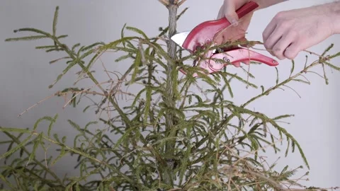 Men's hands with pruning shears cut dry branches of a Christmas tree at home. Stock Footage 168402857