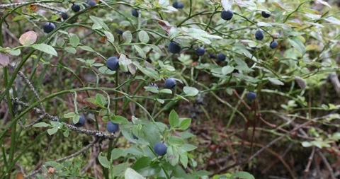 Men's Hands With Sap Marks Picking Blueberry Berries From The Bushes In The W Stock Footage 115093326