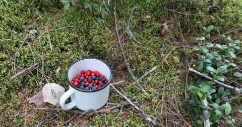 Men's Hands With Sap Marks Picking Blueberry Berries Into an iron mug. Collec Stock-Footage 115093329