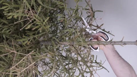 Men's hands with scissors cut off the dry branches of the Christmas tree at home Stock Footage 168402879