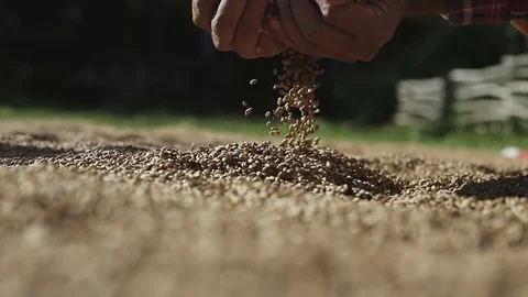 Men's hands take wheat with love at sunset. Stock Footage 80491283
