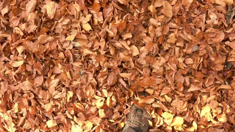 Men's legs through fall leaves Video stock 97821279