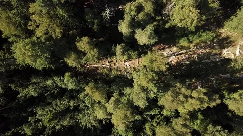 Mens Working At Forest with chainsaws Stock Footage 106187627