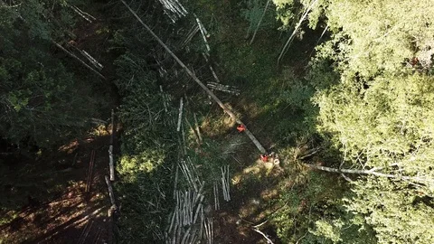 Mens Working At Forest Stock Footage 106187503
