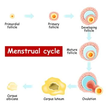 Menstrual cycle. Changes in ovary: from Developing follicle to Ovulation and Stock Illustration