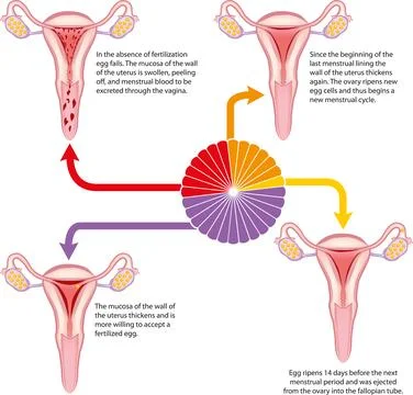 Menstrual Cycle Diagram Stock Illustration