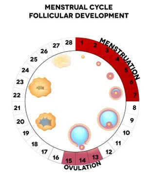Menstrual cycle, follicular development Illustrazione stock