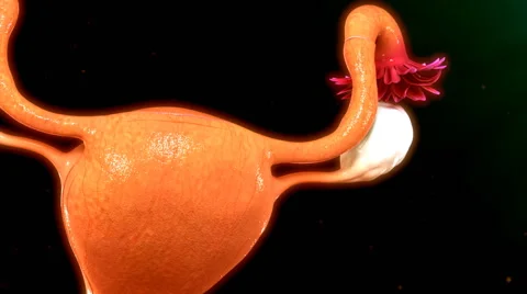 Menstrual Cycle Stock-Footage 61813725