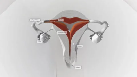 The menstrual cycle has four phases: menstruation, the follicular phase, Stock-Footage 244668670